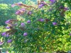 fiore7