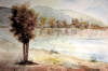 l'albero sulla riva del lago